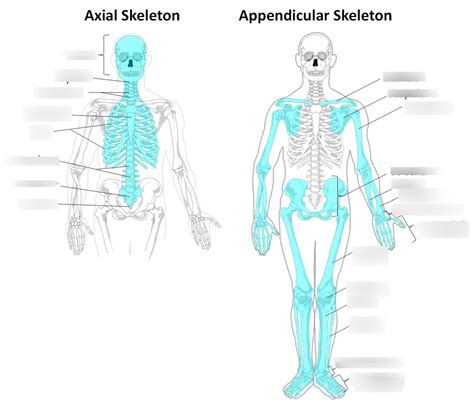 Axial Skeleton and appendicular skeleton Diagram | Quizlet