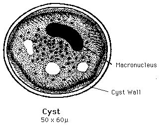 Pin on Parasitology