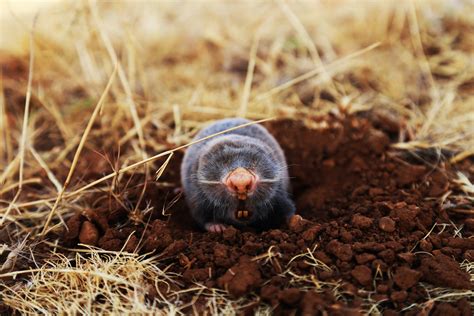 Mole Animal Wallpapers FREE Pictures on GreePX