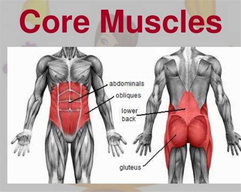 The Functions of Core Muscles - Deepstash