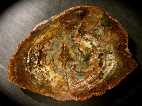 Triassic Petrified Wood