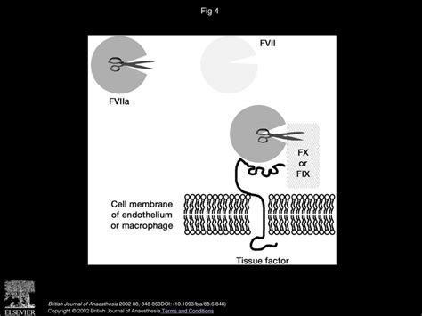 Thrombin generation and its inhibition: a review of the scientific ...