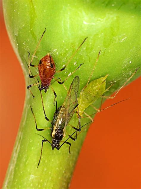 126 Aphids Life Cycle Stock Photos - Free & Royalty-Free Stock Photos from Dreamstime