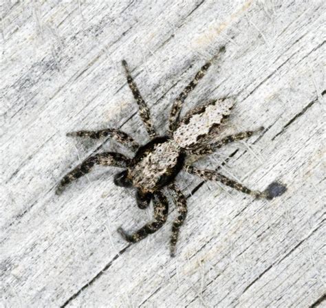 California Flattened Jumping Spider (Bugs of Cheyenne Mountain State Park) · iNaturalist