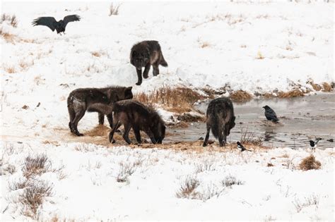 Wolves_Pack_Winter | Yellowstone National Park Lodges