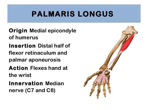 77 best images about Muscle Origins and Insertions on Pinterest | Posts ...