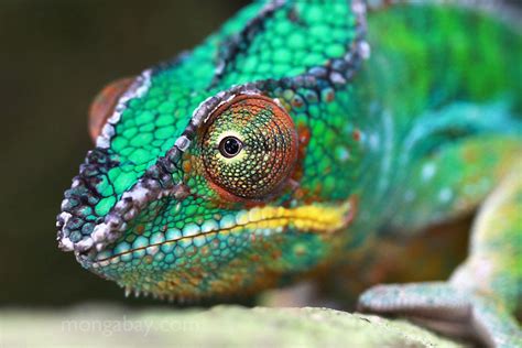 Male panther chameleon | Lizard, Chameleon lizard, Tropical rainforest