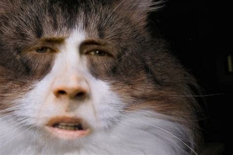 Nicolas Cage As Cats - That is All