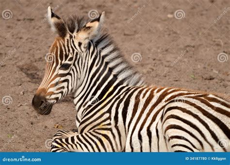 Zebra foal stock photo. Image of equus, african, foal - 34187780