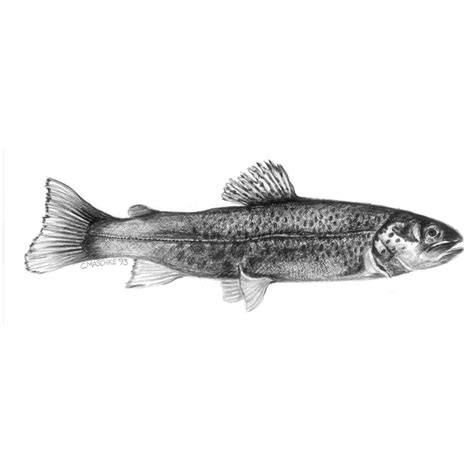 Brown Trout. Giclee Art Print of an Original Graphite Pencil Drawing - Etsy