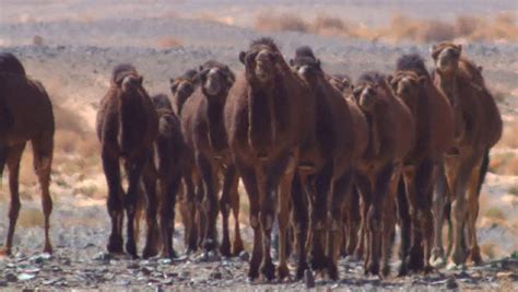 camels desert Stock Footage Video (100% Royalty-free) 9744869 ...