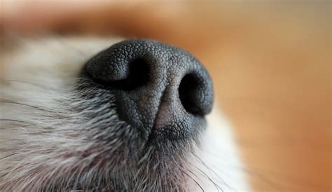 Dry Nose Dog Treatment (What to Look For in an Effective One)