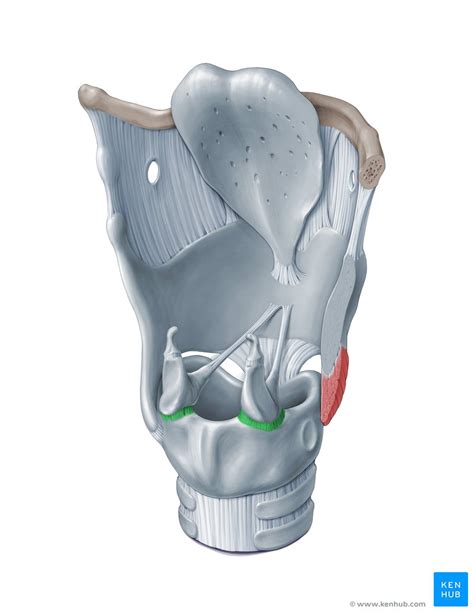 Cricoarytenoid and cricothyroid joints | Synovial joint, Joint, Two by two