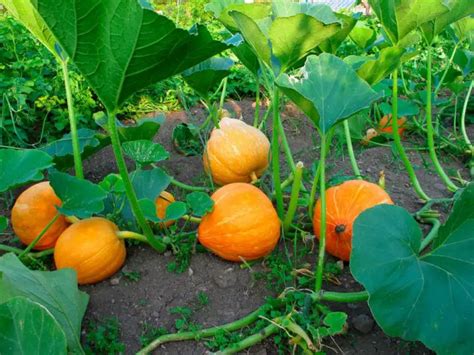 Plant Growth Stages of Pumpkins: In Six Easy Stages – Green Garden Tribe