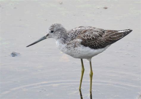 The Early Birder: The Greenshank and Snipe