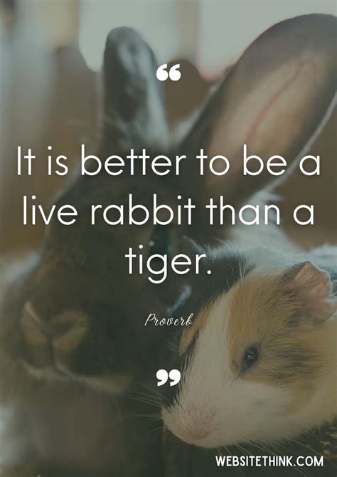 73+ Cute & Cuddly Quotes About Rabbits! 🥇[+ Images!]