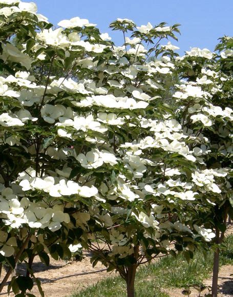 Venus Kousa Dogwood - Dogwoods will always be one of my favorite trees! | Gardening | Pinterest ...