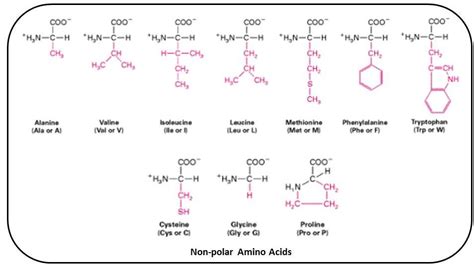 B for Biology: Biomolecules of Cell - Proteins (Amino Acids)