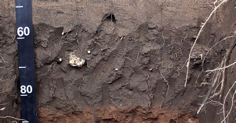 Alluvial Soil Characteristics