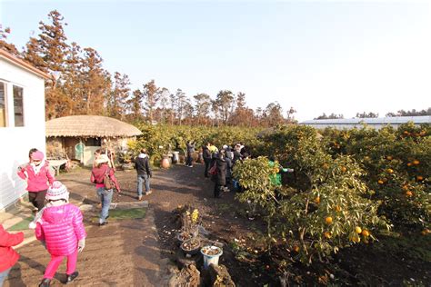 OnionHead's Colorful Life: Orange farm in Jeju Island