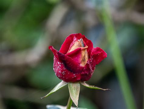 Rosebud Free Stock Photo - Public Domain Pictures