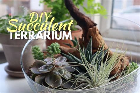 How To Make a Succulent Terrarium DIY (Tried & Tested)