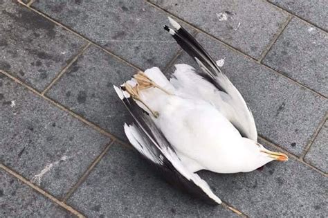 Man fined after killing seagull that tried to eat his chips | London ...