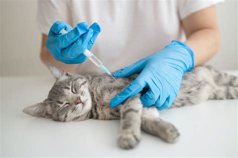 Feline Immunodeficiency Virus - Pets24