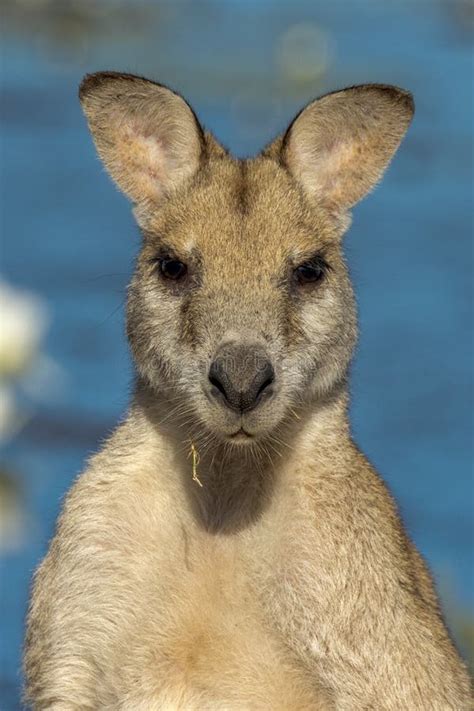 Agile Wallaby in Queensland Australia Stock Photo - Image of outdoor ...