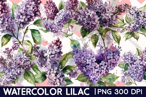 Watercolor Lilac Clipart Graphic by sukumarbd4 · Creative Fabrica