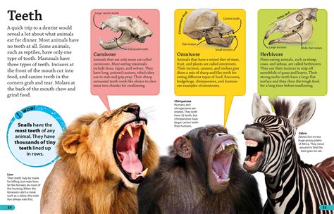 Dentition of animals | Science - Quizizz