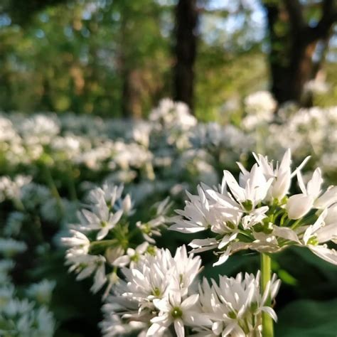 50 Wild Garlic Bulbs Edible Leaves Cooking Herbs Allium | Etsy