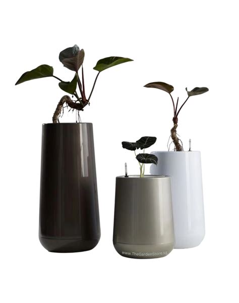 Carino Self-Watering Pot By AquaLuxe