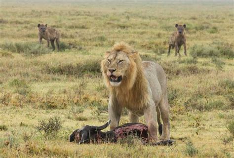 Lion-Hyena encounter | Long Beach Animal Hospital