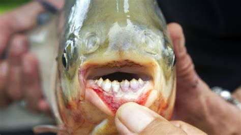 Pacu Fish Back in US Waters - Strange Sounds