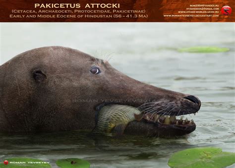 Pakicetus head2 by RomanYevseyev on DeviantArt