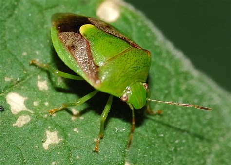 Green Stink Bug - Plautia affinis