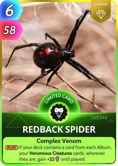 Redback Spider