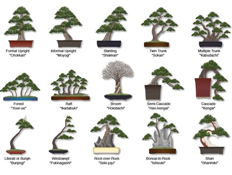 What is a Bonsai?