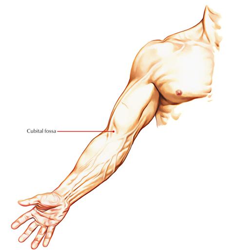 Cubital Fossa Anatomy – Earth's Lab