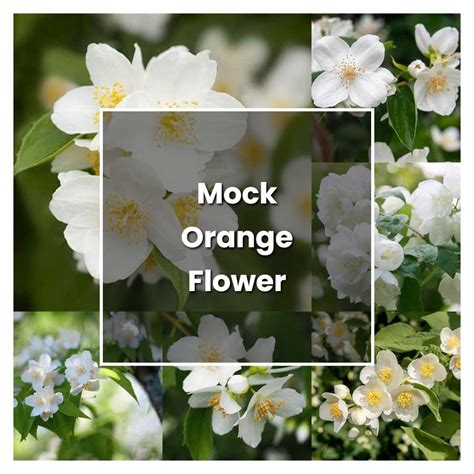 How to Grow Mock Orange Flower - Plant Care & Tips | NorwichGardener