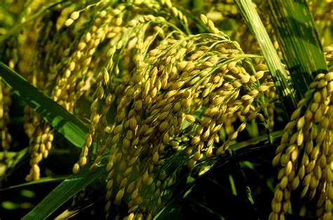 HRDC Member partners with provincial government to improve yield through hybrid rice - Hybrid ...