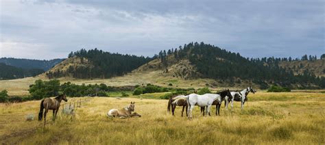 Dude Ranch Montana Vacation Tips + Where to Stay - Travel Montana Now