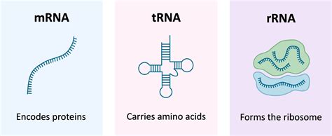 RNA Structure