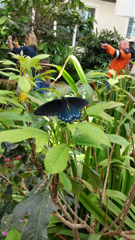 Hershey Gardens Butterfly Atrium Open Year Round! #Hershey #SweetestMoms