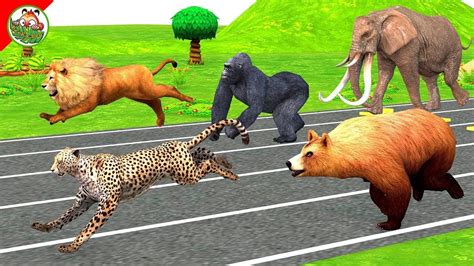 Which Is The Fastest Animal? In This Animals Speed Running Race Outdoor (Wild Animal Race) - YouTube