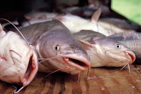 The Different Types Of Catfish - Catfish Sutton