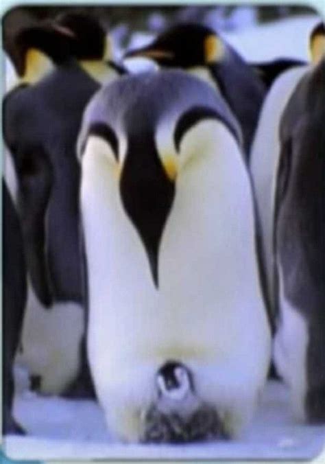 Penguin | Animal pictures, Baby einstein, Animals