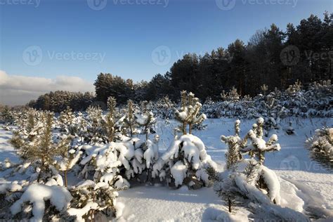 pine trees in winter 9411639 Stock Photo at Vecteezy