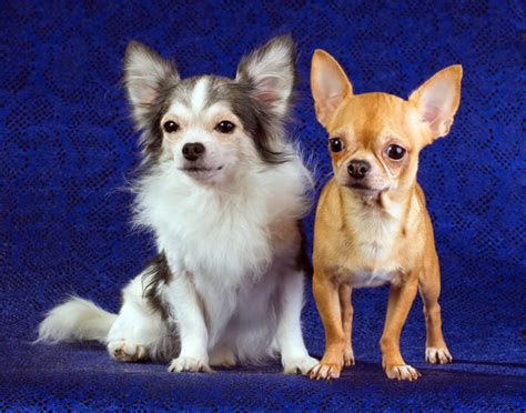 60 Amazing Facts About Chihuahuas That You Didn't Know